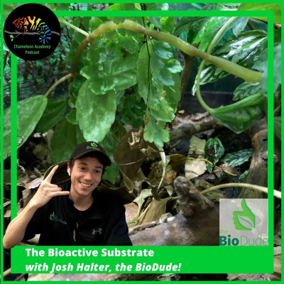 Chameleon Breeder Podcast With Bill Strand