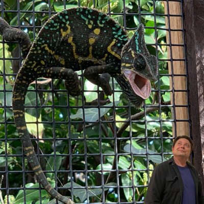 Chameleon Breeder Podcast With Bill Strand