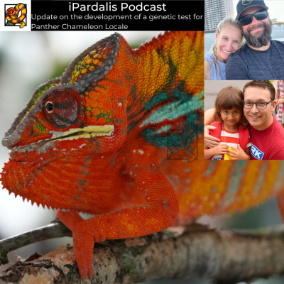 Chameleon Breeder Podcast With Bill Strand