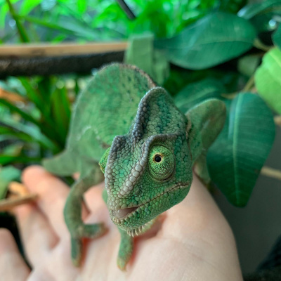 Chameleon Breeder Podcast With Bill Strand
