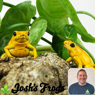 Chameleon Breeder Podcast With Bill Strand