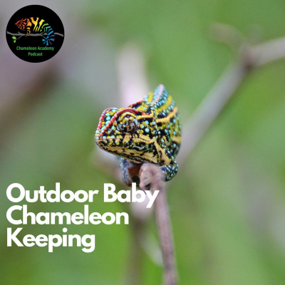 Chameleon Breeder Podcast With Bill Strand