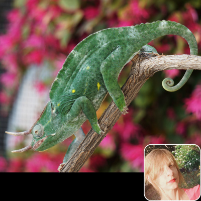 Chameleon Breeder Podcast With Bill Strand