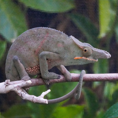 Chameleon Breeder Podcast With Bill Strand