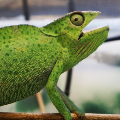 Chameleon Breeder Podcast With Bill Strand
