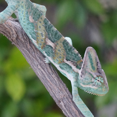 Chameleon Breeder Podcast With Bill Strand