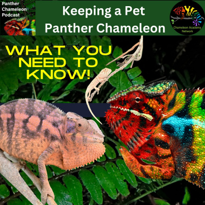 Chameleon Breeder Podcast With Bill Strand