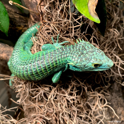 Chameleon Breeder Podcast With Bill Strand