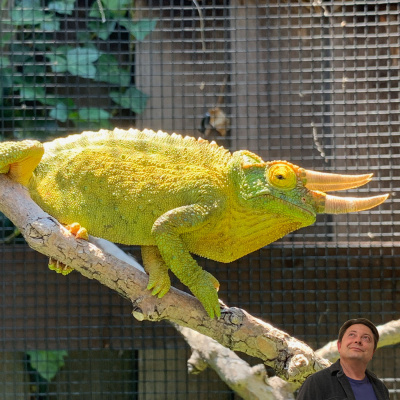 Chameleon Breeder Podcast With Bill Strand