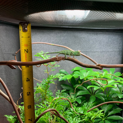 Chameleon Breeder Podcast With Bill Strand