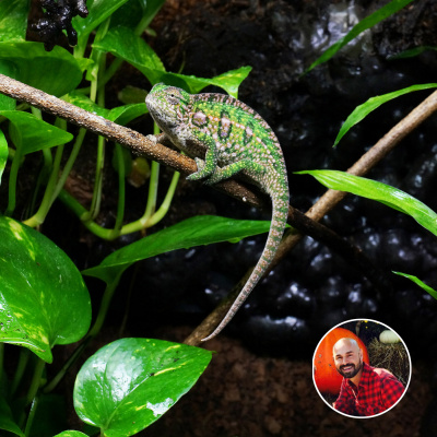 Chameleon Breeder Podcast With Bill Strand
