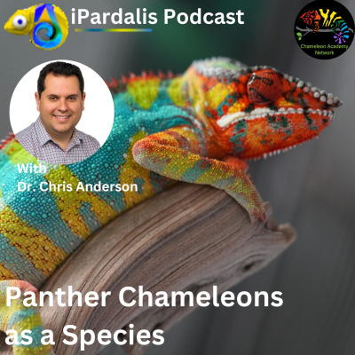 Chameleon Breeder Podcast With Bill Strand