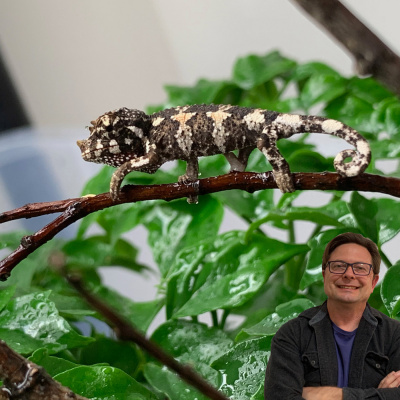 Chameleon Breeder Podcast With Bill Strand