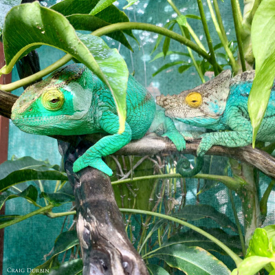 Chameleon Breeder Podcast With Bill Strand