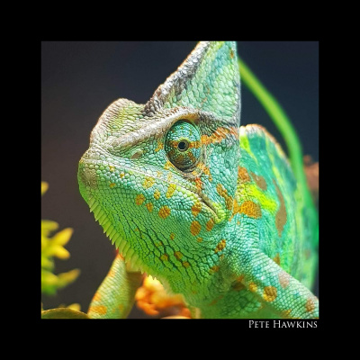 Chameleon Breeder Podcast With Bill Strand