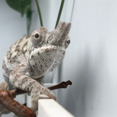 Chameleon Breeder Podcast With Bill Strand