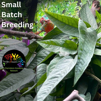 Chameleon Breeder Podcast With Bill Strand