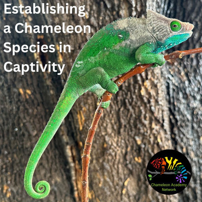 Chameleon Breeder Podcast With Bill Strand