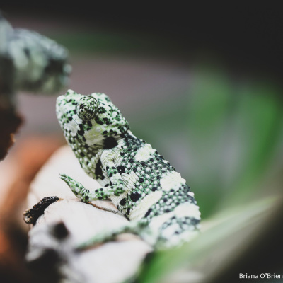 Chameleon Breeder Podcast With Bill Strand