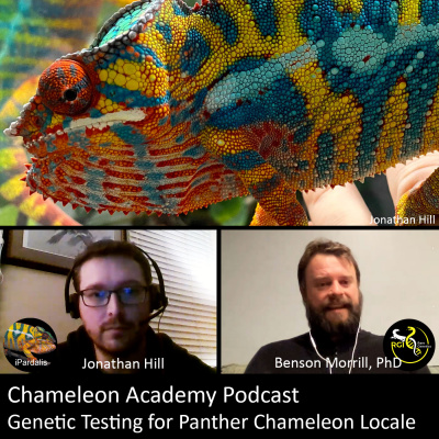 Chameleon Breeder Podcast With Bill Strand