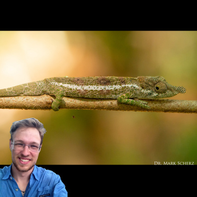 Chameleon Breeder Podcast With Bill Strand