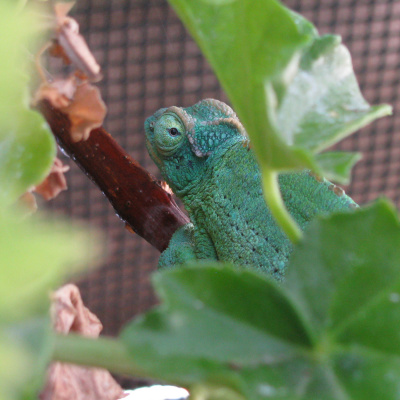 Chameleon Breeder Podcast With Bill Strand