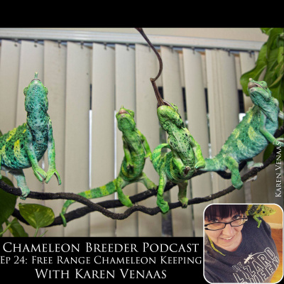 Chameleon Breeder Podcast With Bill Strand