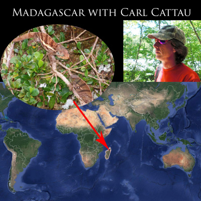 Chameleon Breeder Podcast With Bill Strand