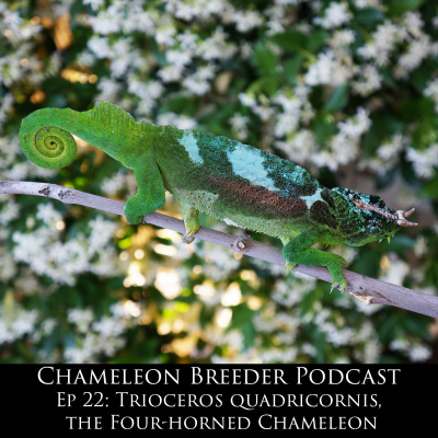 Chameleon Breeder Podcast With Bill Strand