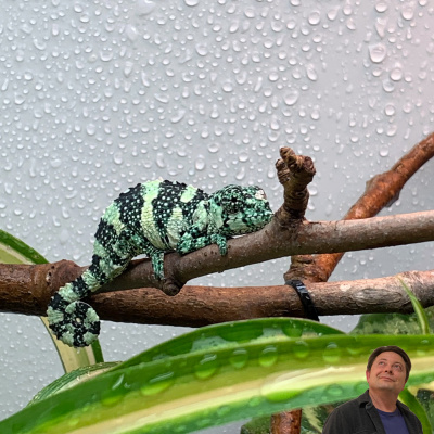 Chameleon Breeder Podcast With Bill Strand