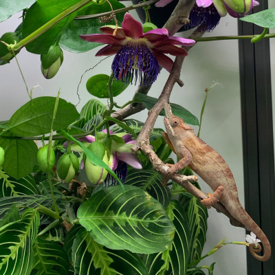 Chameleon Breeder Podcast With Bill Strand