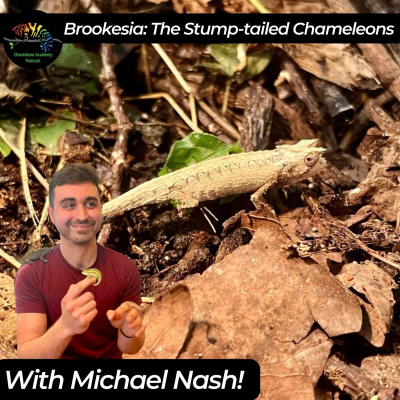 Chameleon Breeder Podcast With Bill Strand
