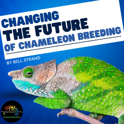 Chameleon Breeder Podcast With Bill Strand