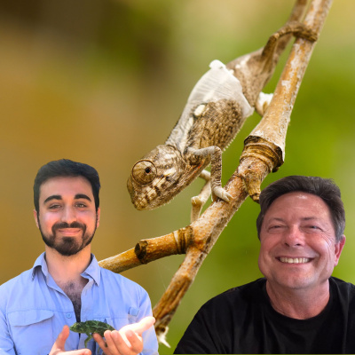 Chameleon Breeder Podcast With Bill Strand