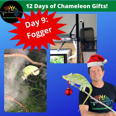 Chameleon Breeder Podcast With Bill Strand