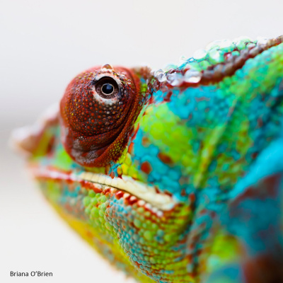 Chameleon Breeder Podcast With Bill Strand