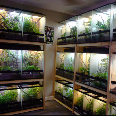 Chameleon Breeder Podcast With Bill Strand