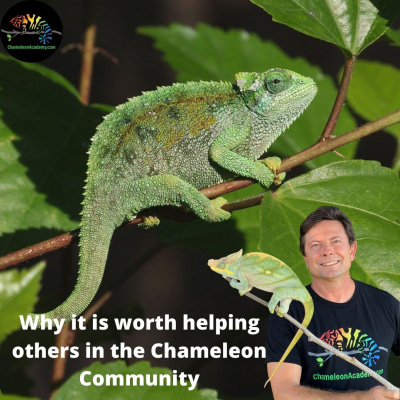 Chameleon Breeder Podcast With Bill Strand