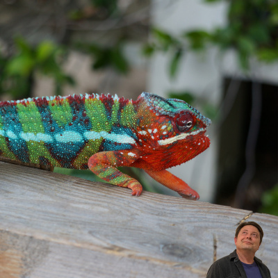 Chameleon Breeder Podcast With Bill Strand