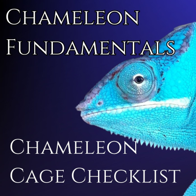 Chameleon Breeder Podcast With Bill Strand