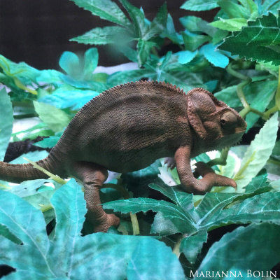 Chameleon Breeder Podcast With Bill Strand