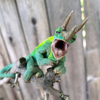 Chameleon Breeder Podcast With Bill Strand