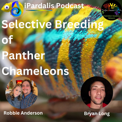 Chameleon Breeder Podcast With Bill Strand