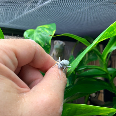 Chameleon Breeder Podcast With Bill Strand