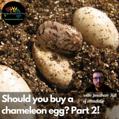 Chameleon Breeder Podcast With Bill Strand