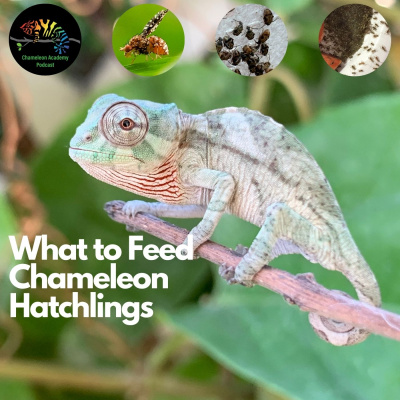 Chameleon Breeder Podcast With Bill Strand