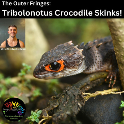 Chameleon Breeder Podcast With Bill Strand