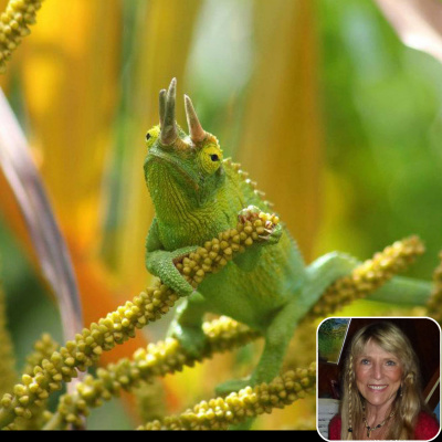 Chameleon Breeder Podcast With Bill Strand