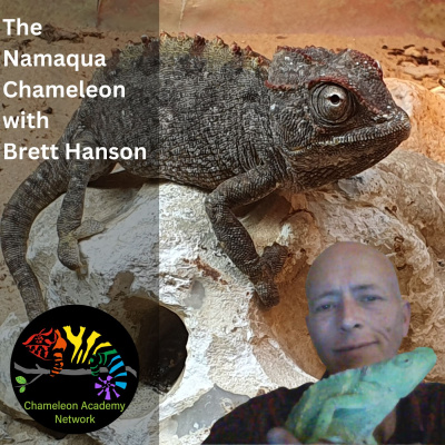 Chameleon Breeder Podcast With Bill Strand