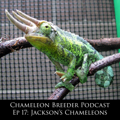 Chameleon Breeder Podcast With Bill Strand